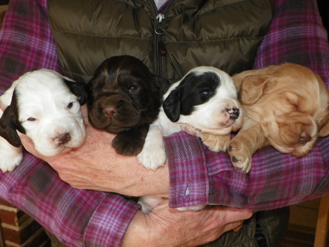 English Cocker and English Setter Puppies are what we are all about!  